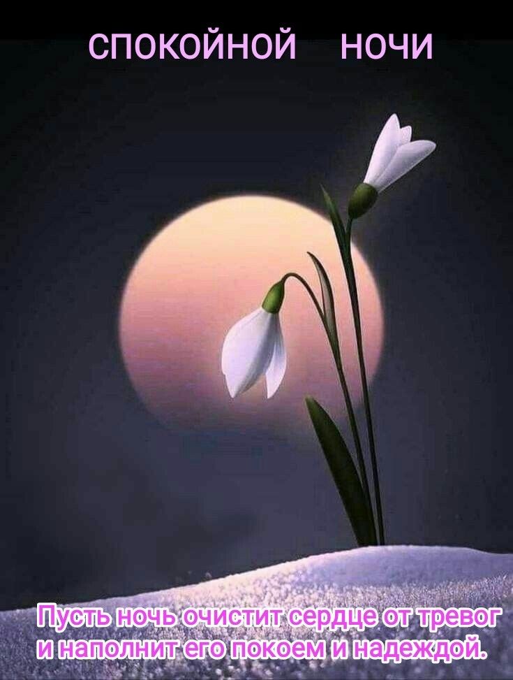 Открытка «Доброй ночи»: Спокойной ночи: душевное пожелание и нежный цветок. Тэги: Спокойной ночи, Спокойной ночи…