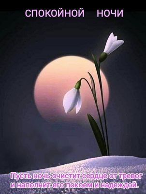 Открытка «Доброй ночи»: Спокойной ночи: душевное пожелание и нежный цветок. Тэги: Спокойной ночи, Спокойной ночи…