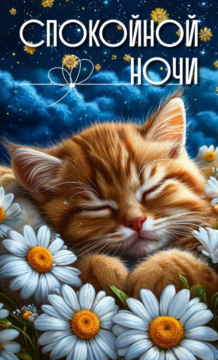 Открытка «Доброй ночи»: Спокойной ночи: рыжий котенок в ромашках.