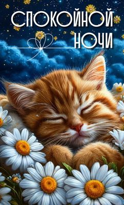 Открытка «Доброй ночи»: Спокойной ночи: рыжий котенок в ромашках.