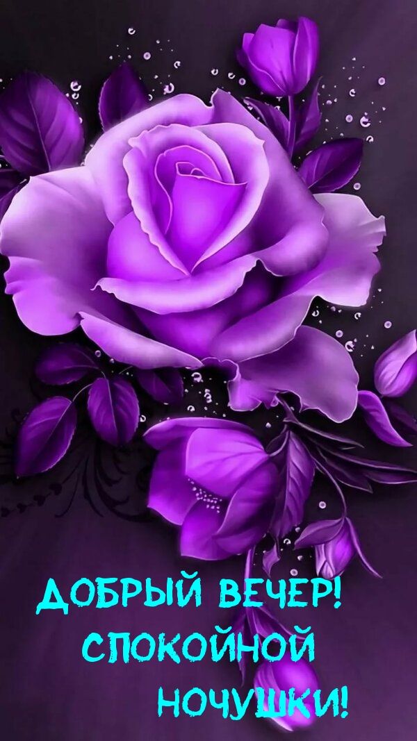 Открытка «Спокойной ночи»: Добрый вечер и спокойной ночи с фиолетовой розой. Тэги: Добрый вечер и пожелания, Добрый в…