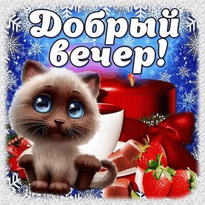 Открытка «Добрый вечер и пожелания»: Добрый вечер! Зимний кот, клубника и уютное пожелание. Тэги: Добрый зимний вечер…