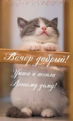 Открытка «Добрый вечер и пожелания»: Добрый вечер: милый котенок и пожелание уюта. Тэги: Прикольный добрый вечер…