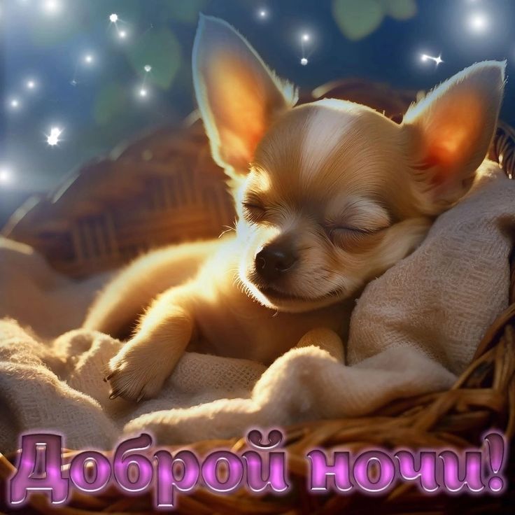 Открытка «Доброй ночи»: Спокойной ночи: милый песик в корзинке. Тэги: Спокойной ночи, Спокойной ночи, с пожеланиями…