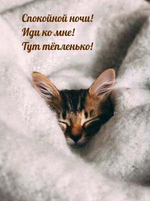 Открытка «Доброй ночи»: Спокойной ночи: милый котик под теплым пледом. Тэги: Спокойной ночи, Спокойной ночи, с пожела…