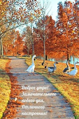 Открытка «С добрым утром»: С добрым утром: отличного настроения в осеннем парке. Тэги: С добрым осенним утром, С добр…
