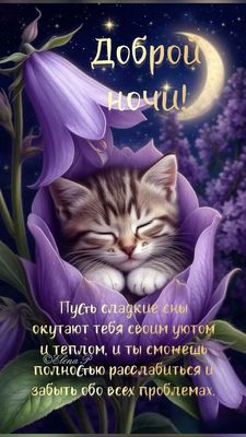 Открытка «Доброй ночи»: Доброй ночи: спи сладко, милый котик!. Тэги: Спокойной ночи, мечтатель, Спокойной ночи…