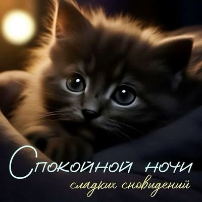 Открытка «Доброй ночи»: Спокойной ночи: милый котенок и сладкие сны. Тэги: Спокойной ночи, Спокойной ночи, с пожелани…