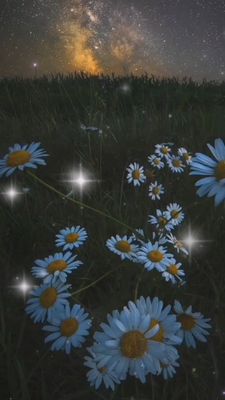 Открытка «Доброй ночи»: Спокойной ночи: «Ромашки под звездным небом». Тэги: Спокойной ночи, Спокойной ночи, красивые…