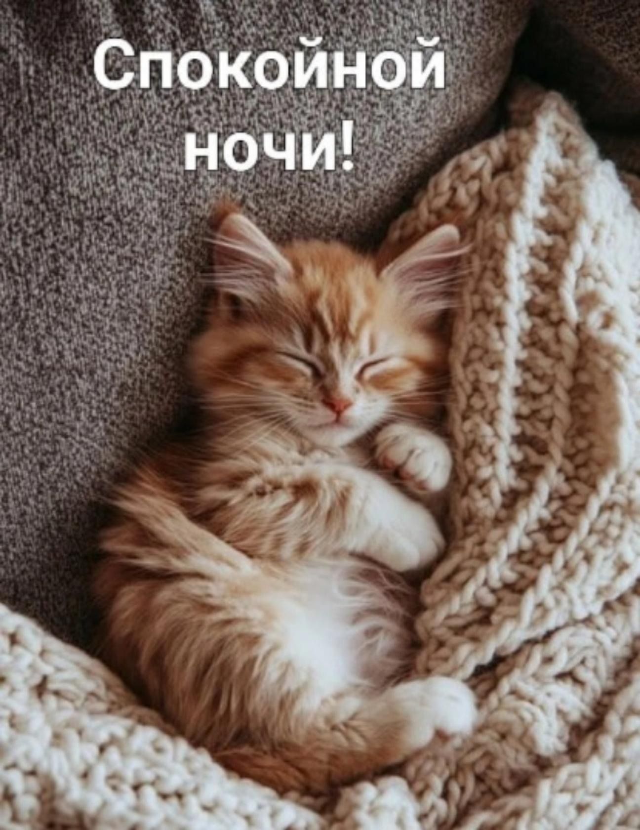 Открытка «Доброй ночи»: Спокойной ночи: рыжий кот под теплым пледом. Тэги: Спокойной ночи, Спокойной ночи, с пожелани…