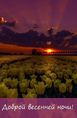 Открытка «Доброй ночи»: Спокойной ночи: «Весенний закат и тюльпаны». Тэги: Спокойной ночи, Спокойной ночи, красивые…