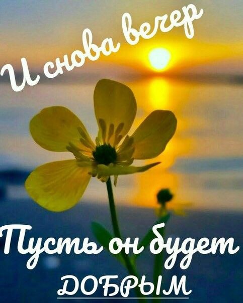 Открытка «Добрый вечер и пожелания»: Добрый вечер: «Закат и желтый цветок» для настроения. Тэги: Доброго летнего вече…
