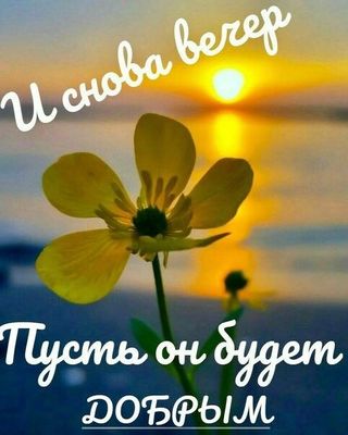 Открытка «Добрый вечер и пожелания»: Добрый вечер: «Закат и желтый цветок» для настроения. Тэги: Доброго летнего вече…
