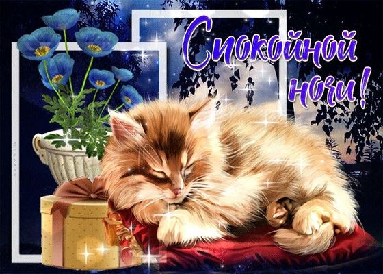 Открытка «Доброй ночи»: Спокойной ночи: милый спящий кот и синие цветы. Тэги: Спокойной ночи, Спокойной ночи, с пожел…