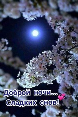 Открытка «Доброй ночи»: Спокойной ночи: Луна под сенью цветущей сакуры. Тэги: Спокойной ночи, Спокойной ночи, красивые…