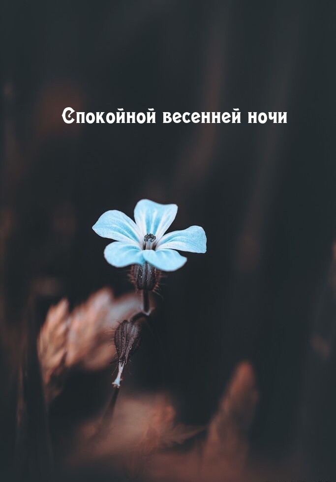 Открытка «Доброй ночи»: Спокойной весенней ночи: открытка с нежным цветком. Тэги: Спокойной ночи, пожелание, надпись…