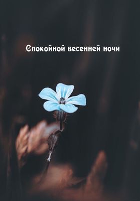 Открытка «Доброй ночи»: Спокойной весенней ночи: открытка с нежным цветком. Тэги: Спокойной ночи, Спокойной ночи…