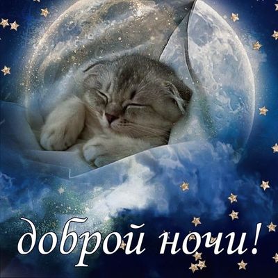 Открытка «Доброй ночи»: Спокойной и доброй ночи: спи, как этот милый котик!. Тэги: Спокойной ночи, Спокойной ночи…