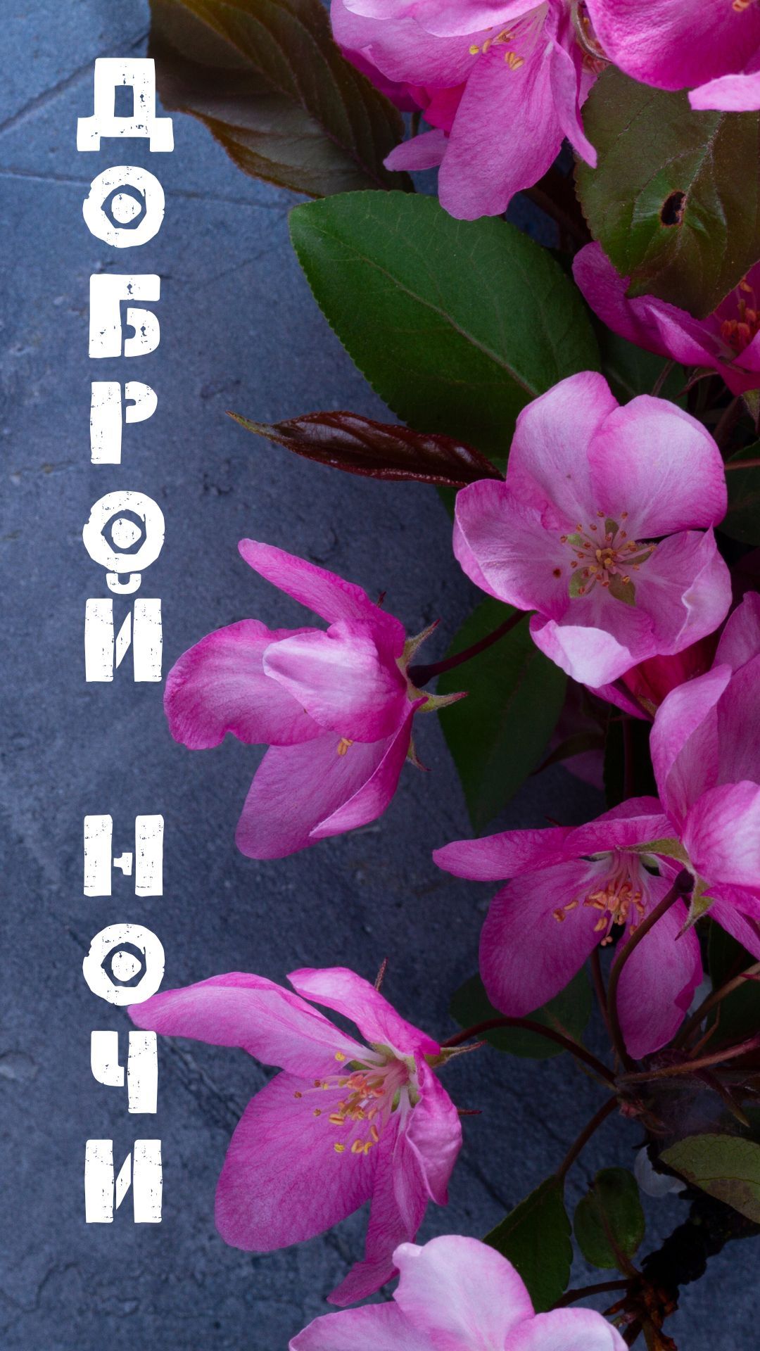 Открытка «Доброй ночи»: Спокойной и доброй ночи: красивые розовые цветы. Тэги: пожелание, надпись, прекрасный, красив…