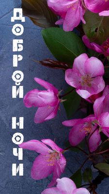 Открытка «Доброй ночи»: Спокойной и доброй ночи: красивые розовые цветы. Тэги: пожелание, надпись, прекрасный, красив…