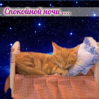 Открытка «Доброй ночи»: Спокойной ночи: милый рыжий кот под звездным небом. Тэги: Спокойной ночи, Спокойной ночи…