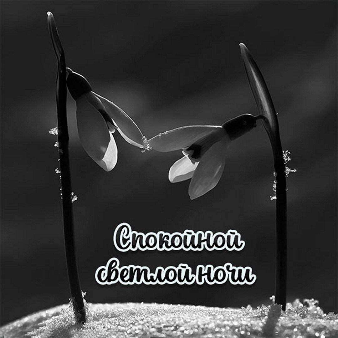 Открытка «Доброй ночи»: Спокойной ночи: стильные подснежники в снегу. Тэги: Спокойной ночи, Спокойной ночи, с пожелан…