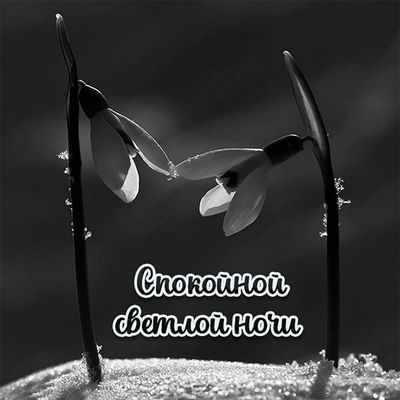 Открытка «Доброй ночи»: Спокойной ночи: стильные подснежники в снегу. Тэги: Спокойной ночи, Спокойной ночи, с пожелан…