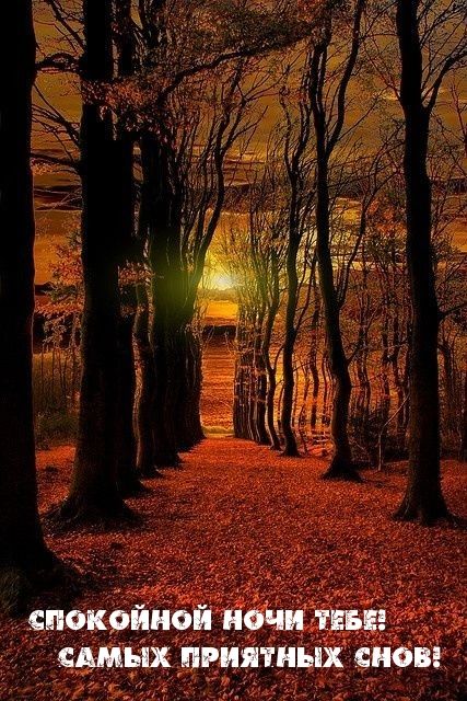 Открытка «Доброй ночи»: Спокойной ночи: осенний лес и приятные сны. Тэги: Спокойной ночи, Спокойной ночи, с пожелания…