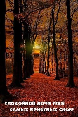 Открытка «Доброй ночи»: Спокойной ночи: осенний лес и приятные сны. Тэги: Спокойной ночи, Спокойной ночи, с пожелания…