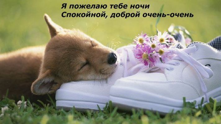 Открытка «Доброй ночи»: Спокойной ночи: милый щенок на белых кроссовках. Тэги: Спокойной ночи, Спокойной ночи, красив…