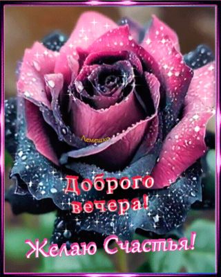 Открытка «Добрый вечер и пожелания»: Добрый вечер! Необычная роза и пожелание счастья. Тэги: Добрый вечер красивые…