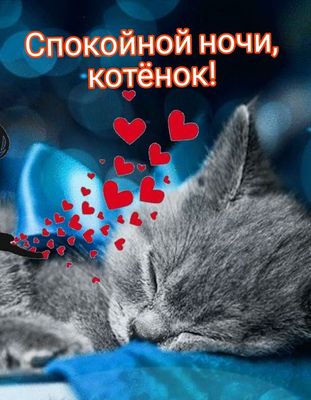 Открытка «Доброй ночи»: Спокойной ночи, котенок: милая открытка с котиком. Тэги: Спокойной ночи, Спокойной ночи…
