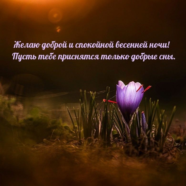 Открытка «Доброй ночи»: Доброй ночи: «Весенний первоцвет». Тэги: Спокойной ночи, Спокойной ночи, с пожеланиями…