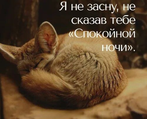 Открытка «Доброй ночи»: Спокойной ночи: милый фенек желает сладких снов. Тэги: Спокойной ночи, пожелание, надпись…