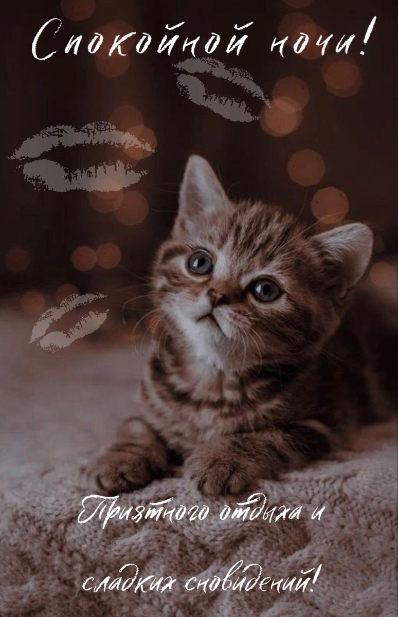 Открытка «Доброй ночи»: Спокойной ночи: милый котенок, поцелуи и сладкие сны. Тэги: Спокойной ночи, Спокойной ночи…