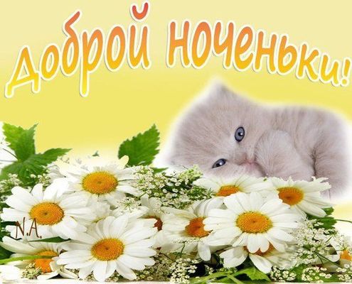 Открытка «Доброй ночи»: Доброй ночи: Милый котенок в ромашках. Тэги: Спокойной ночи, Спокойной ночи, с пожеланиями…