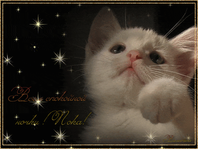Открытка «Доброй ночи»: Доброй ночи: Милый белый котенок и звездное, мерцающее небо. Тэги: Спокойной ночи, Спокойной…