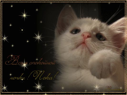 Открытка «Доброй ночи»: Доброй ночи: Милый белый котенок и звездное, мерцающее небо. Тэги: Спокойной ночи, Спокойной…