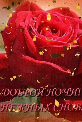 Открытка «Доброй ночи»: Доброй ночи: Шикарная алая роза и нежные сны. Тэги: Спокойной ночи, любимая женщина, Спокойно…