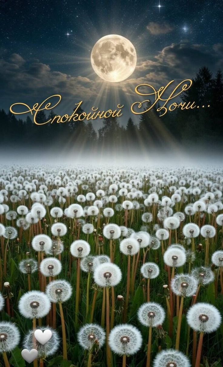 Открытка «Доброй ночи»: Спокойной ночи: магическое поле одуванчиков. Тэги: Спокойной ночи, Спокойной ночи, красивые…