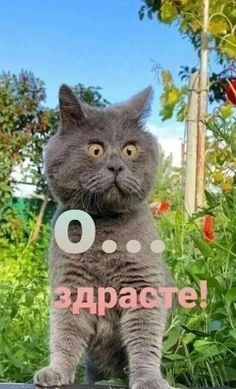 Открытка «С добрым утром»: С добрым утром: О... здрасте! от удивленного кота. Тэги: кот, животное, пожелание, позитив…