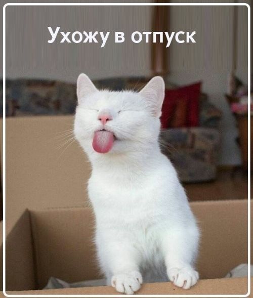 Открытка «С добрым утром»: С добрым утром! Отпускной позитив с котом!. Тэги: кот, животное, пожелание, позитивная…