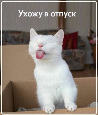 Открытка «С добрым утром»: С добрым утром! Отпускной позитив с котом!. Тэги: кот, животное, пожелание, позитивная…
