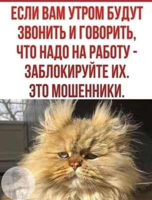 Открытка «С добрым утром»: Доброе утро: Блокируем звонки про работу!. Тэги: кот, животное, пожелание, юмор, утро…