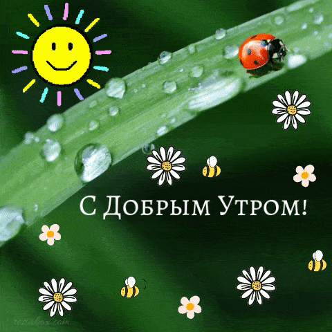 Открытка «С добрым утром»: С добрым утром: солнце, роса и божья коровка!. Тэги: пожелание, позитивная, улыбка, утро…