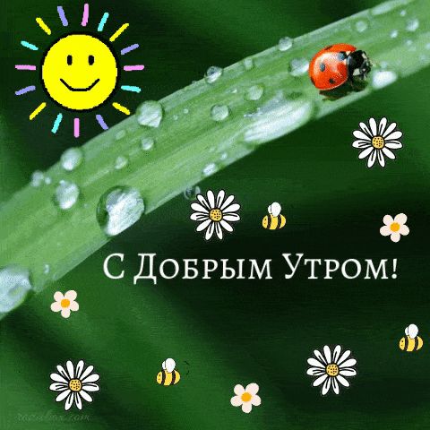 Открытка «С добрым утром»: С добрым утром: солнце, роса и божья коровка!. Тэги: пожелание, позитивная, улыбка, утро…
