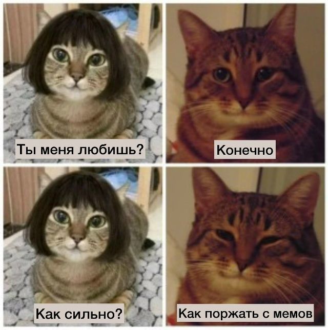 Открытка «С добрым утром»: С добрым утром: кот, юмор и любовь к мемам!. Тэги: кот, животное, пожелание, юмор, улыбка…