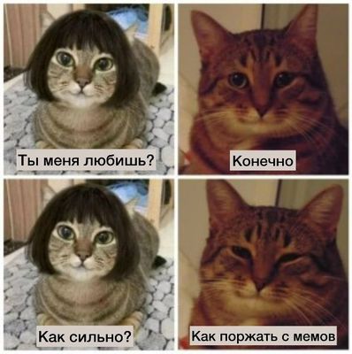 Открытка «С добрым утром»: С добрым утром: кот, юмор и любовь к мемам!. Тэги: кот, животное, пожелание, юмор, улыбка…