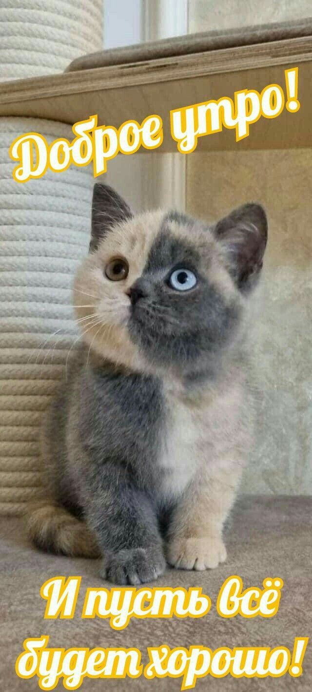 Открытка «С добрым утром»: С добрым утром! Пусть всё будет хорошо!. Тэги: С добрым утром, для поднятия настроением!…