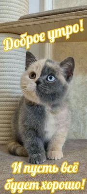 Открытка «С добрым утром»: С добрым утром! Пусть всё будет хорошо!. Тэги: С добрым утром, для поднятия настроением!…